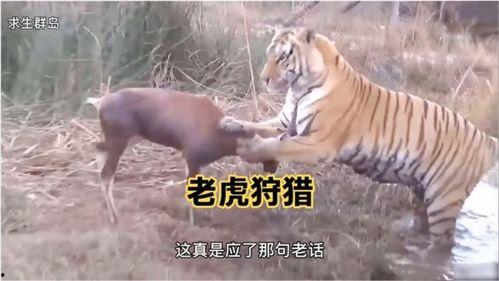 王老虎被爆料视频播放下载,播放下载量激增背后的真相揭秘  第2张